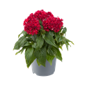 Bild von EJ Pentas P19 Lipstick